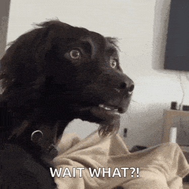 This Will Find You When It's Time to Reset Your Life 7 dog wait what gif